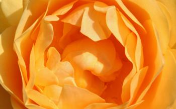 Rosen Blüten Orange  