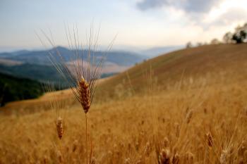 Italien Getreide  