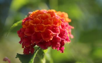 Rosarote Orange Blüten  