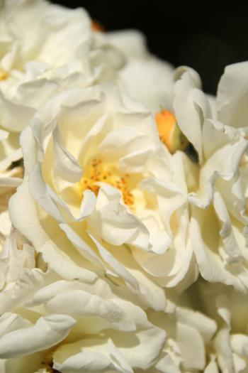 Zarte Weiße Rosen  
