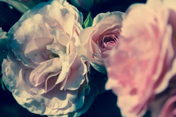 Rosa Blüten Rosen  