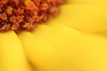 Gelbe Blütenpflanze Blumen  